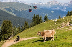 VACHES EN TRAIN DE PAITRE DANS UN ALPAGE SUR LES HAUTEURS DE LA STATION DE LENZERHEIDE AVEC UN VTT ET DES TELECABINES EN FOND, ALPES SUISSE, LENZERHEIDE, CANTON DES GRISONS, SUISSE 