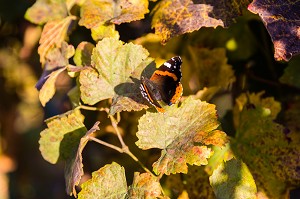 PAPILLON POSE SUR UNE FEUILLE DE VIGNE DANS UNE VIGNE DU LAVAUX, NATURE, REGION VITICOLE INSCRITE SUR LA LISTE DU PATRIMOINE MONDIAL DE L'UNESCO DEPUIS 2007, VIN, LAVAUX, CANTON DE VAUD, SUISSE 
