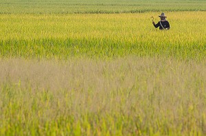 RIZICULTURE, THAILANDE, ASIE 