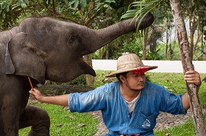 MAHOUT ET DRESSAGE D’ELEPHANTS, THAILANDE, ASIE 