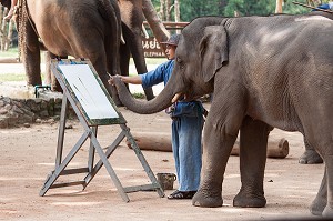 MAHOUT ET DRESSAGE D’ELEPHANTS, THAILANDE, ASIE 