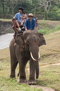 MAHOUT ET DRESSAGE D’ELEPHANTS, THAILANDE, ASIE 
