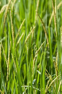 RIZICULTURE, THAILANDE, ASIE 