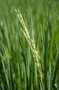 RIZICULTURE, THAILANDE, ASIE 