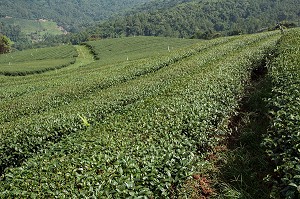 PRODUCTION DE THE, THAILANDE, ASIE 