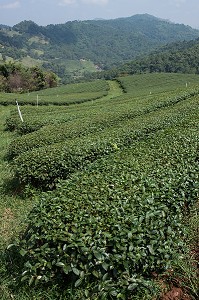 PRODUCTION DE THE, THAILANDE, ASIE 