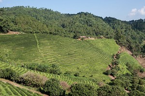 PRODUCTION DE THE, THAILANDE, ASIE 