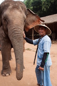 MAHOUT ET DRESSAGE D’ELEPHANTS, THAILANDE, ASIE 