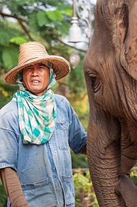 MAHOUT ET DRESSAGE D’ELEPHANTS, THAILANDE, ASIE 