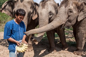 MAHOUT ET DRESSAGE D’ELEPHANTS, THAILANDE, ASIE 