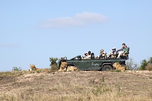 TOURISTES OBSERVANT DES LIONS DANS LA RESERVE PRIVEE DE SINGITA, SAFARI, RELAIS ET CHATEAUX, RESERVE FAUNIQUE DE SABIE SAND, PARC NATIONAL DU KRUGER, AFRIQUE DU SUD 