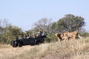 TOURISTES OBSERVANT DES LIONS DANS LA RESERVE PRIVEE DE SINGITA, SAFARI, RELAIS ET CHATEAUX, RESERVE FAUNIQUE DE SABIE SAND, PARC NATIONAL DU KRUGER, AFRIQUE DU SUD 