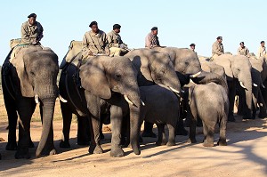 ELEPHANTS SALUANT LES TOURISTES DANS LE CAMP D'ELEPHANTS DE JABULANI, RESERVE PRIVEE DE KAPAMA, REGION DU PARC NATIONAL DU KRUGER, AFRIQUE DU SUD 