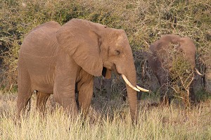 TROUPEAU D'ELEPHANTS DANS LA RESERVE PRIVEE DE SINGITA LEBOMBO, PARC NATIONAL DU KRUGER, AFRIQUE DU SUD 