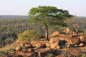 VUE SUR LA SAVANE ET LE TERRITOIRE DE LA RESERVE PRIVEE DE SINGITA LEBOMBO, RELAIS ET CHATEAUX, PARC NATIONAL DU KRUGER, AFRIQUE DU SUD 