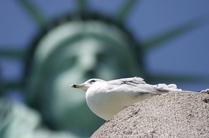 MOUETTE POSANT DEVANT LA STATUE DE LA LIBERTE, SYMBOLE DE NEW YORK, MISS LIBERTY, INSOLITE, LIBERTY ISLAND, NEW YORK CITY, ETATS-UNIS D'AMERIQUE, USA 
