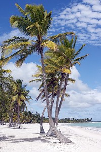 COCOTIER SUR UNE PLAGE DE PUNTA CANA, PUNTA CANA, REPUBLIQUE DOMINICAINE 