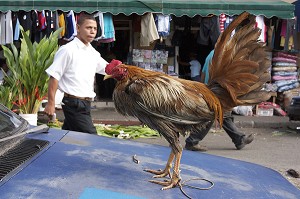 COQ PARADANT SUR LE CAPOT D'UNE VOITURE DANS LE MARCHE DE SANTO DOMINGO, CAPITALE DE LA REPUBLIQUE DOMINICAINE, REPUBLIQUE DOMINICAINE 