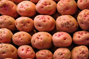 ETAL DE PATATES DOUCES AU MARCHE 'LA BOQUERIA', TEMPLE CULINAIRE DEVENU UN DES PLUS GRAND MARCHE D'EUROPE, QUARTIER 'EL RAVAL', BARCELONA 