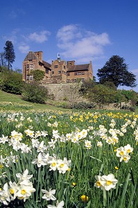LES JONQUILLES DU JARDIN DE CHARTWELL HOUSE, MAISON DE WINSTON CHURCHILL, WESTERHAM, KENT, ANGLETERRE 
