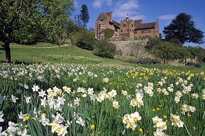 LES JONQUILLES DU JARDIN DE CHARTWELL HOUSE, MAISON DE WINSTON CHURCHILL, WESTERHAM, KENT, ANGLETERRE 