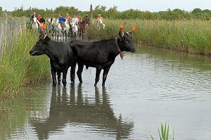 SELECTION DE TAUREAUX AU PRES, AIGUES MORTES, CAMARGUE, GARD (30), FRANCE 