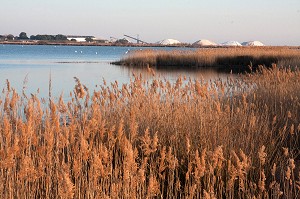 MARAIS ET PLANS D’EAU EN CAMARGUE, SUD DE LA FRANCE 