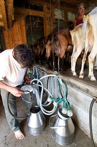 ELEVAGE DE CHEVRES, FERME DES PASSADOIRES, SAINT-ETIENNE-VALLEE-FRANCAISE, LOZERE, FRANCE
