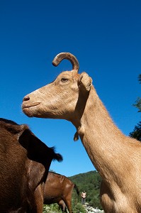 ELEVAGE DE CHEVRES, FERME DES PASSADOIRES, SAINT-ETIENNE-VALLEE-FRANCAISE, LOZERE, FRANCE 