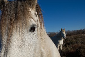 ILLUSTRATION CAMARGUE, GARD (30), LANGUEDOC-ROUSSILLON, FRANCE 