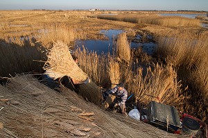 ILLUSTRATION CAMARGUE, GARD (30), LANGUEDOC-ROUSSILLON, FRANCE 