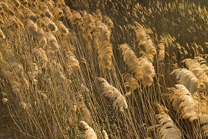 ILLUSTRATION CAMARGUE, GARD (30), LANGUEDOC-ROUSSILLON, FRANCE 