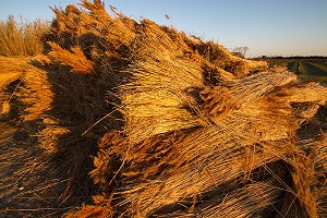 ILLUSTRATION CAMARGUE, GARD (30), LANGUEDOC-ROUSSILLON, FRANCE 