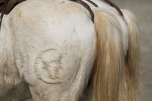 ILLUSTRATION CAMARGUE, GARD (30), LANGUEDOC-ROUSSILLON, FRANCE 