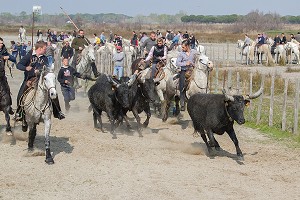 ILLUSTRATION CAMARGUE, GARD (30), LANGUEDOC-ROUSSILLON, FRANCE 