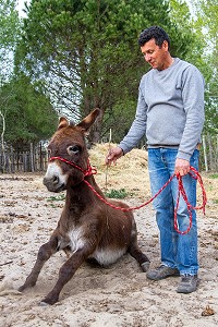 MANADE DE LUCIEN KRENINGER, SAINT-LAURENT D’AIGOUZE, (30) GARD, FRANCE 