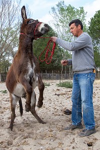 MANADE DE LUCIEN KRENINGER, SAINT-LAURENT D’AIGOUZE, (30) GARD, FRANCE 