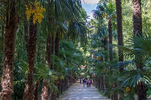 BAMBOUSERAIE D'ANDUZE, GENERARGUES, GARD (30), LANGUEDOC-ROUSSILLON, FRANCE 