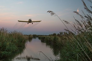 DEMOUSTICATION EN CAMARGUE, (30) GARD, LANGUEDOC-ROUSSILLON, FRANCE 