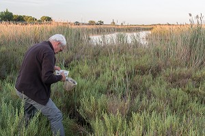 DEMOUSTICATION EN CAMARGUE, (30) GARD, LANGUEDOC-ROUSSILLON, FRANCE 