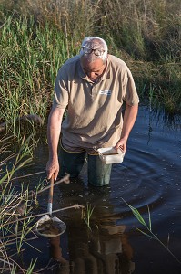 DEMOUSTICATION EN CAMARGUE, (30) GARD, LANGUEDOC-ROUSSILLON, FRANCE 