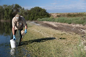 DEMOUSTICATION EN CAMARGUE, (30) GARD, LANGUEDOC-ROUSSILLON, FRANCE 