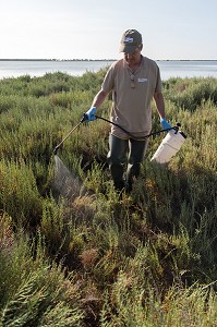 DEMOUSTICATION EN CAMARGUE, (30) GARD, LANGUEDOC-ROUSSILLON, FRANCE 