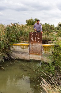 CULTURE DU RIZ EN CAMARGUE, SAINT-LAURENT D'AIGOUZE, (30) GARD, LANGUEDOC-ROUSSILLON, FRANCE 