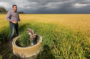 CULTURE DU RIZ EN CAMARGUE, SAINT-LAURENT D'AIGOUZE, (30) GARD, LANGUEDOC-ROUSSILLON, FRANCE 