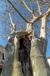 MALADIE DU PLATANE DANS LE SUD DE LA FRANCE, AIGUES-MORTES, (30) GARD, LANGUEDOC-ROUSSILLON, FRANCE 