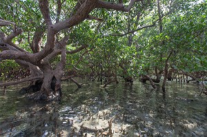 ARCHIPEL DES COMORES, OCEAN INDIEN, (976) MAYOTTE, DROM, FRANCE 