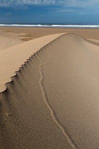 ESSAOUIRA, MOGADOR, CITE PORTUAIRE, COTE ATLANTIQUE, MAROC, AFRIQUE DU NORD