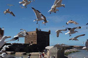 ESSAOUIRA, MOGADOR, CITE PORTUAIRE, COTE ATLANTIQUE, MAROC, AFRIQUE DU NORD 