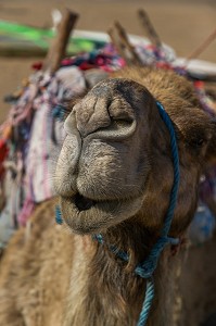 ESSAOUIRA, MOGADOR, CITE PORTUAIRE, COTE ATLANTIQUE, MAROC, AFRIQUE DU NORD 